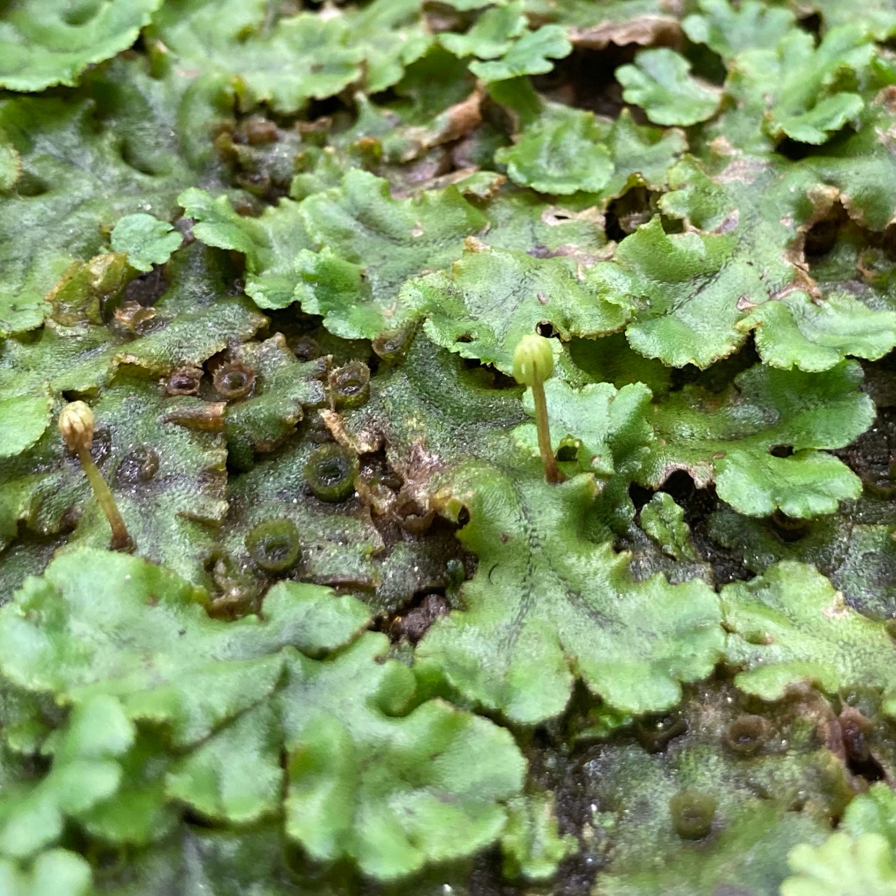 【 尿素で簡単対処！ 】ゼニゴケの枯らし方