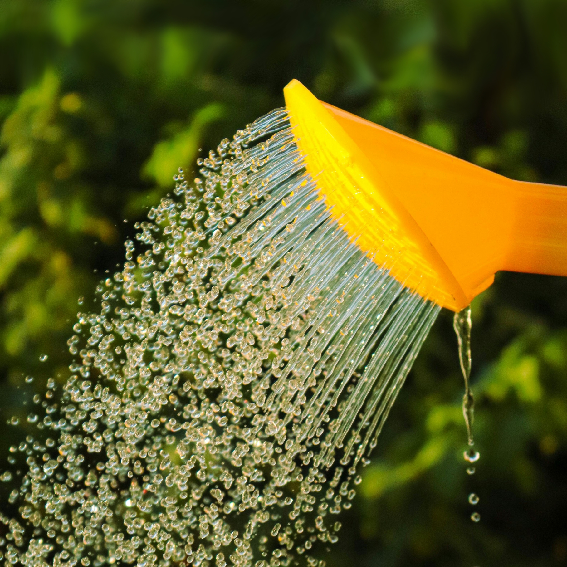 【 基本のお手入れ 】苔の水やり方法
