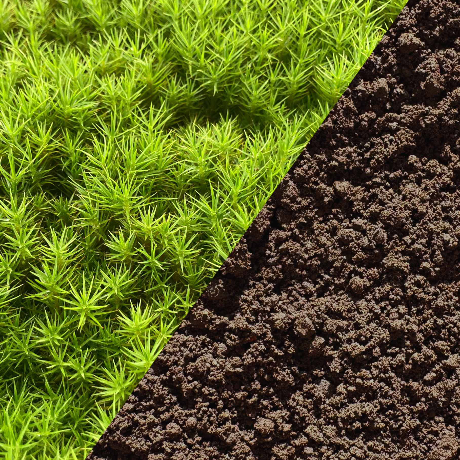 【下土には何を使う？】苔庭に最適な土の選び方