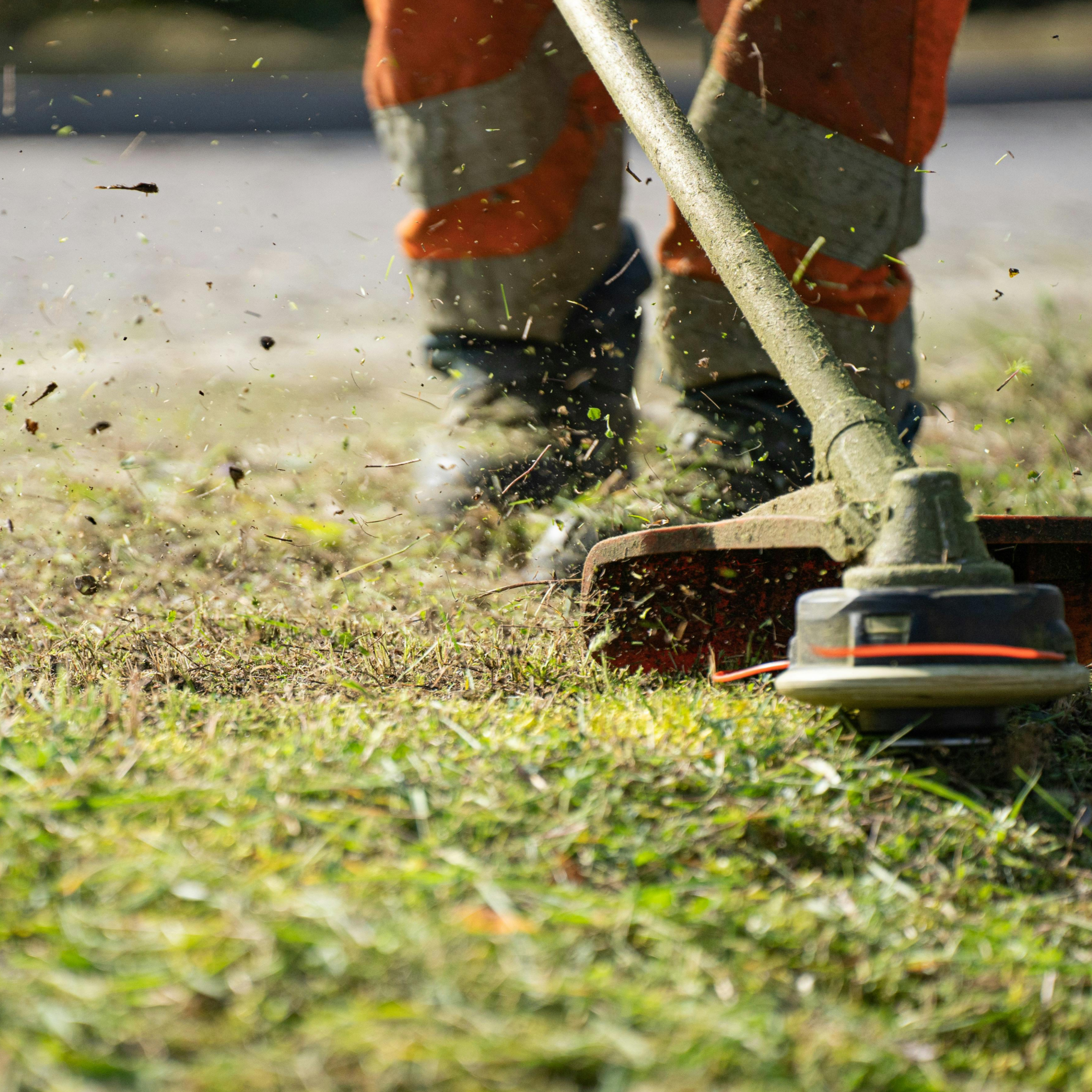 【伸びすぎたスギゴケ、どうする？】刈り取りのタイミングと刈り取り方法