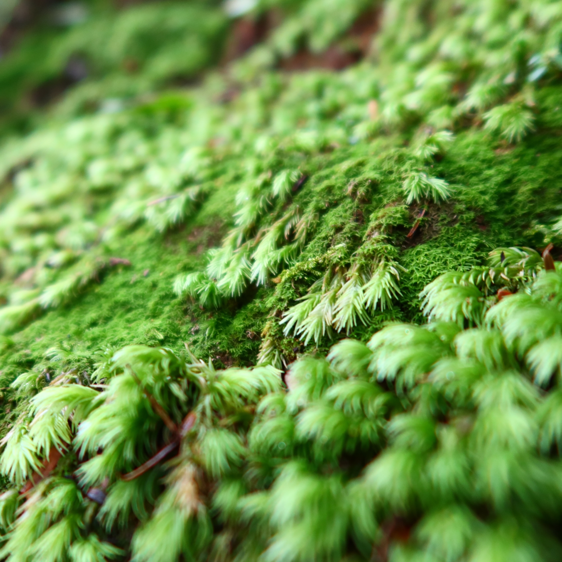 【苔の種類と特徴】種類ごとの育て方や管理方法を解説！