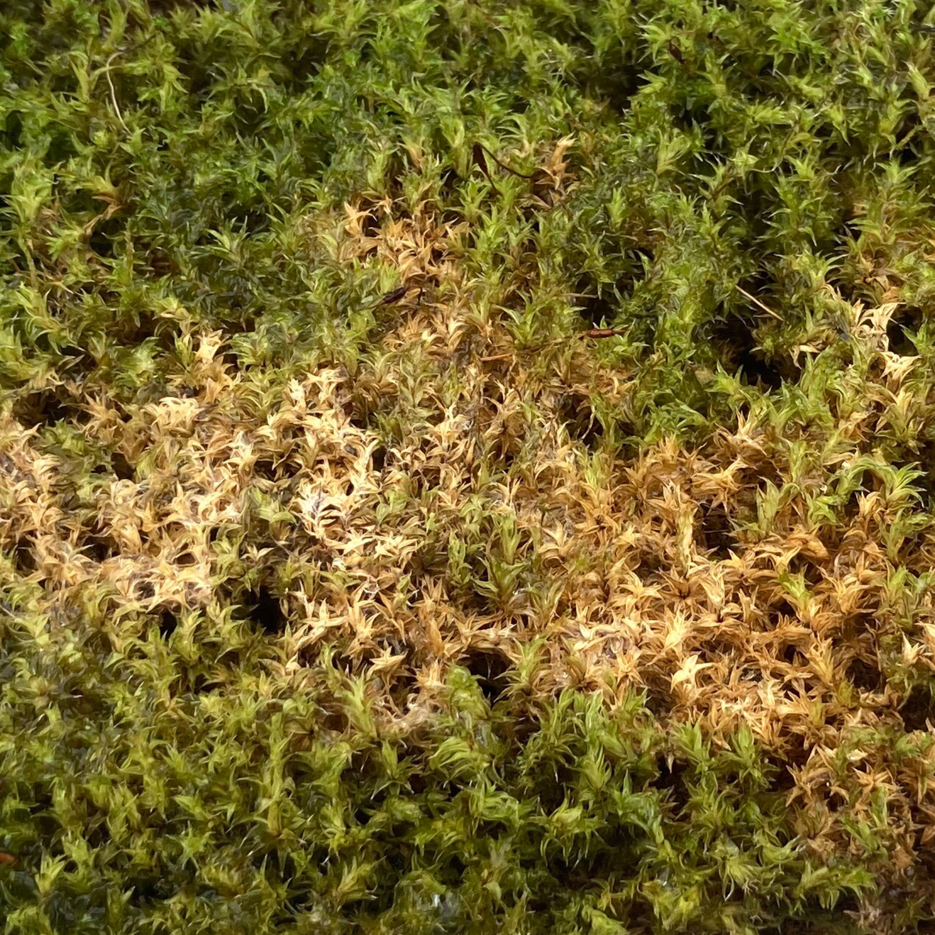 【苔のトラブル対策】殺菌剤の撒き方