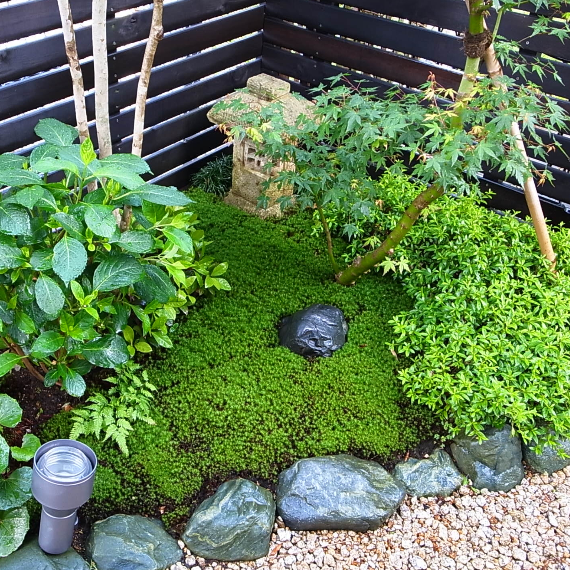 【ポイント解説！】庭園苔の選び方と施工方法