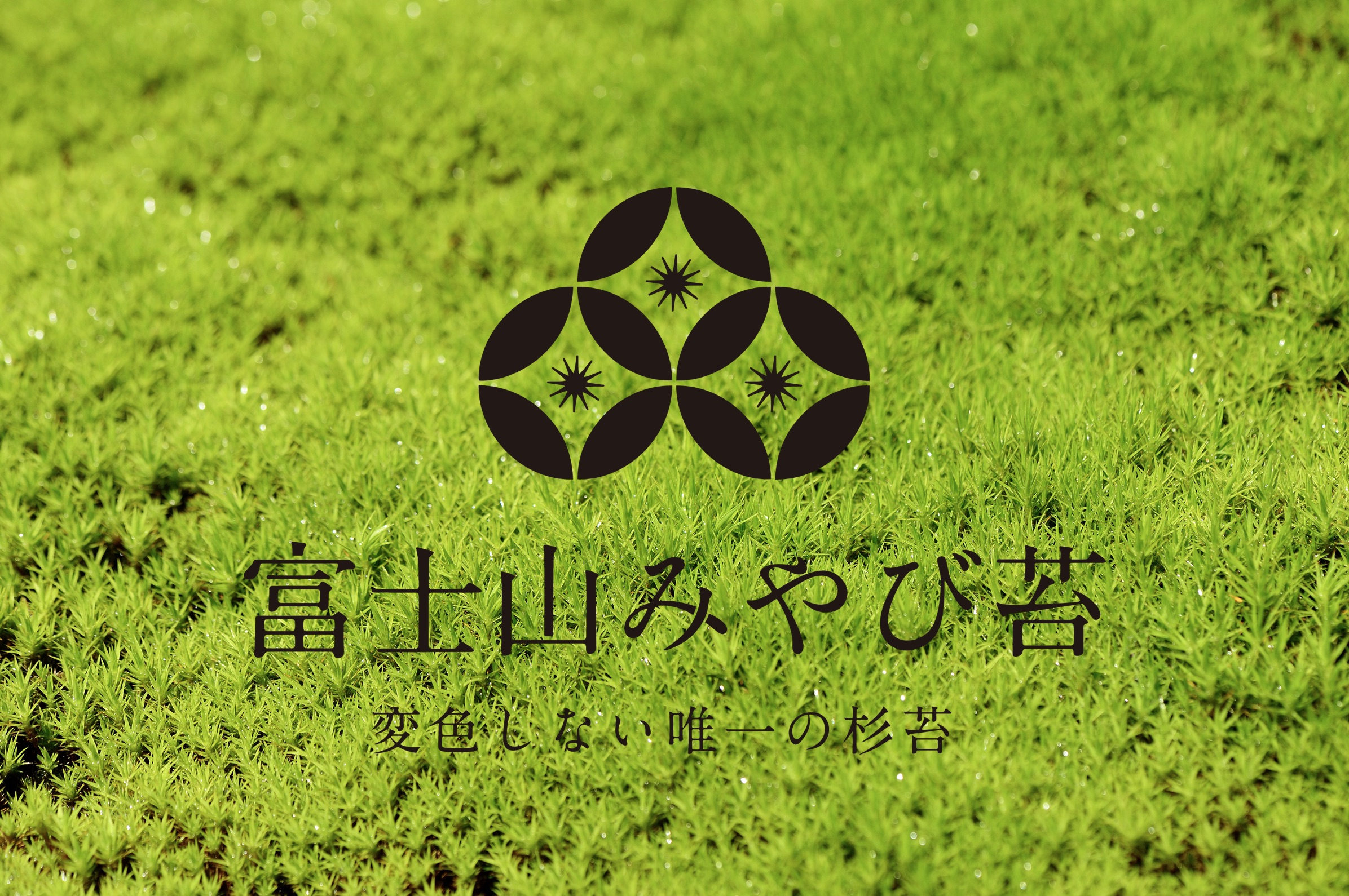 富士山みやび苔