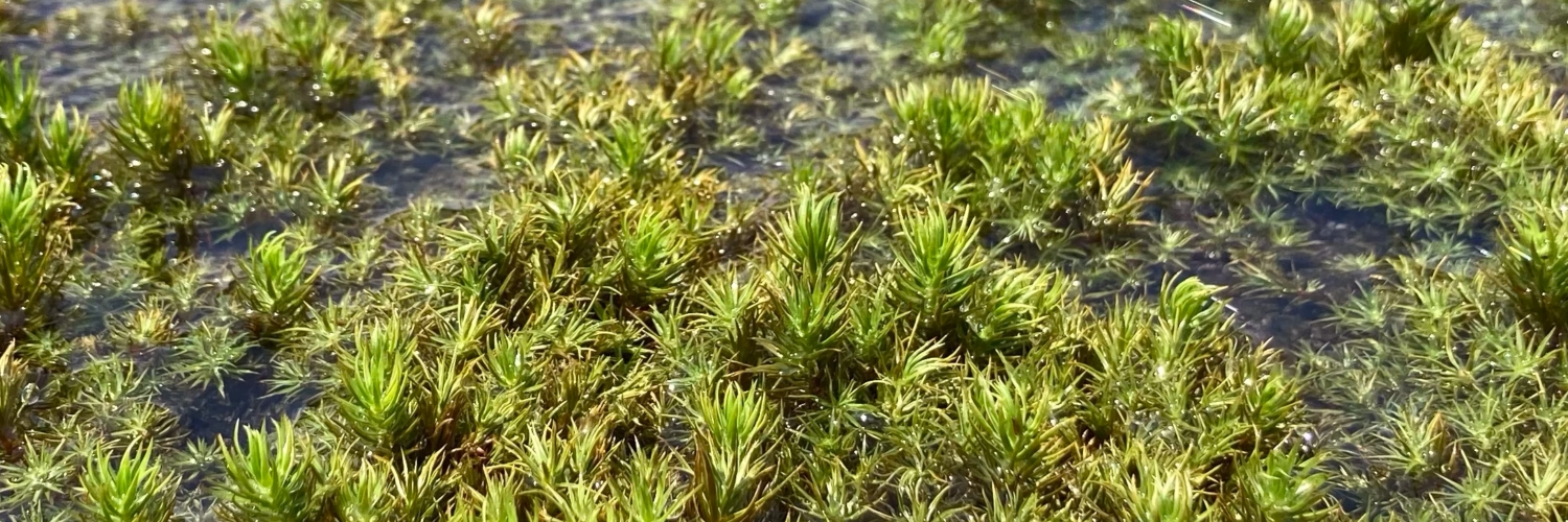 苔の水やり方法