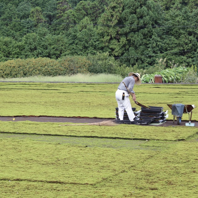 現在も圃場で苔に向き合う父