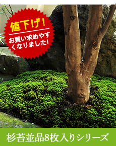 杉苔並品8枚入