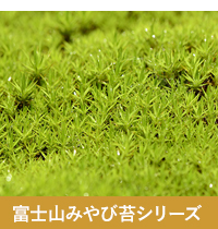 富士山みやび苔シリーズ