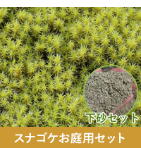 スナゴケお庭用セット