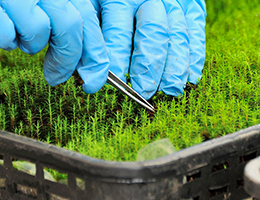 苔トレーシリーズ