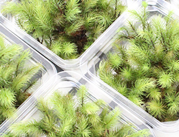 苔ミニパックシリーズ