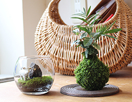 苔のキットシリーズ