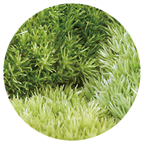 ホソバオキナゴケ