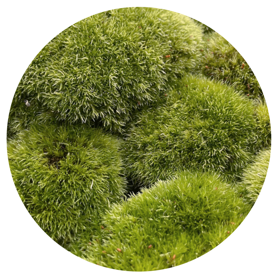 ホソバオキナゴケ