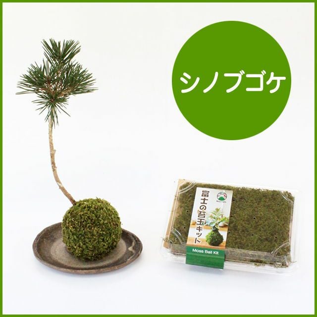 苔セット　コツボゴケ　シノブゴケ　ノキシノブがはえてます　匿名発送 苔玉キット（シノブゴケ） | 苔の販売専門店モスファーム