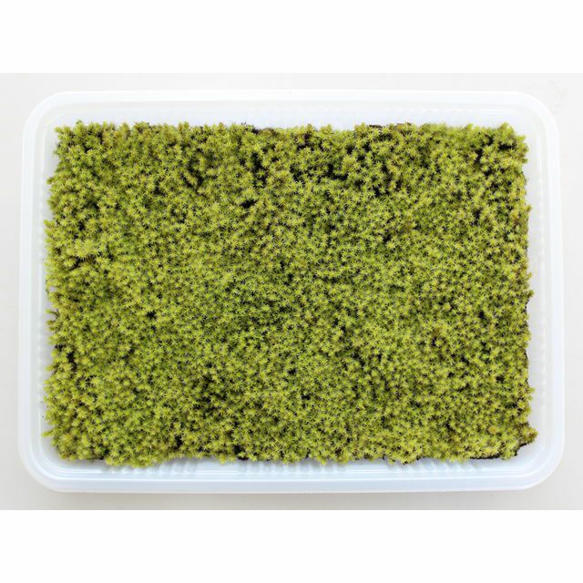 スナゴケミニパック（L）(256×189mm) | 苔の販売専門店モスファーム