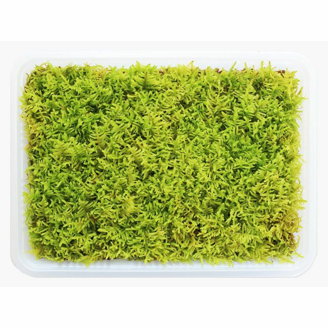 ハイゴケ大トレー(390×580mm) | 苔の販売専門店モスファーム