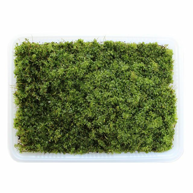コツボゴケミニパック（L）(256×189mm) | 苔の販売専門店モスファーム
