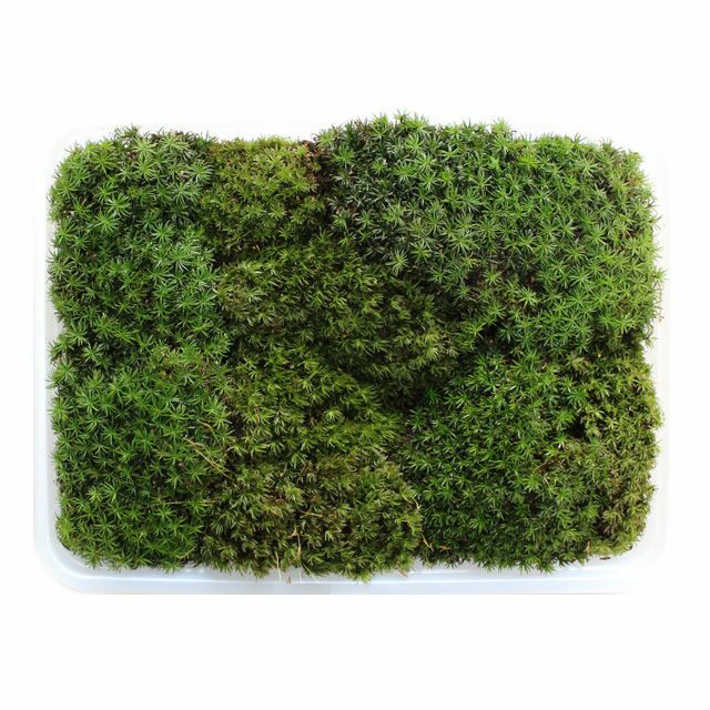 シノブゴケミニパック（L）(256×189mm) | 苔の販売専門店モスファーム