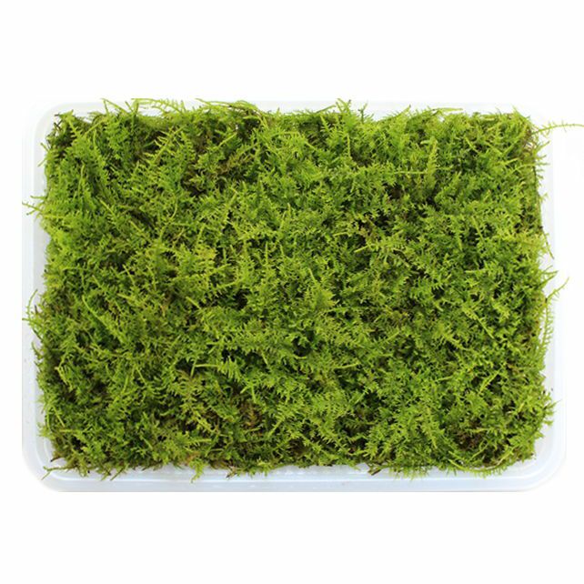 シノブゴケミニパック（L）(256×189mm) | 苔の販売専門店モスファーム