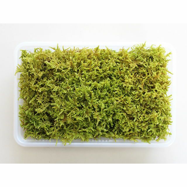 ハイ苔 ハイゴケ 這苔 55×35cmトレー入り 苔 コケ こけ 苔テラリウム 盆栽