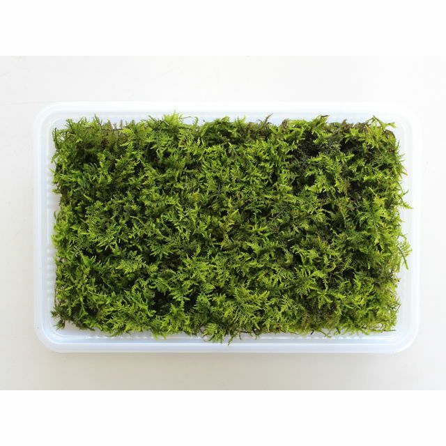 天然岩芝・塊根植物 苔付き 2b9vynor4q_7.jpg