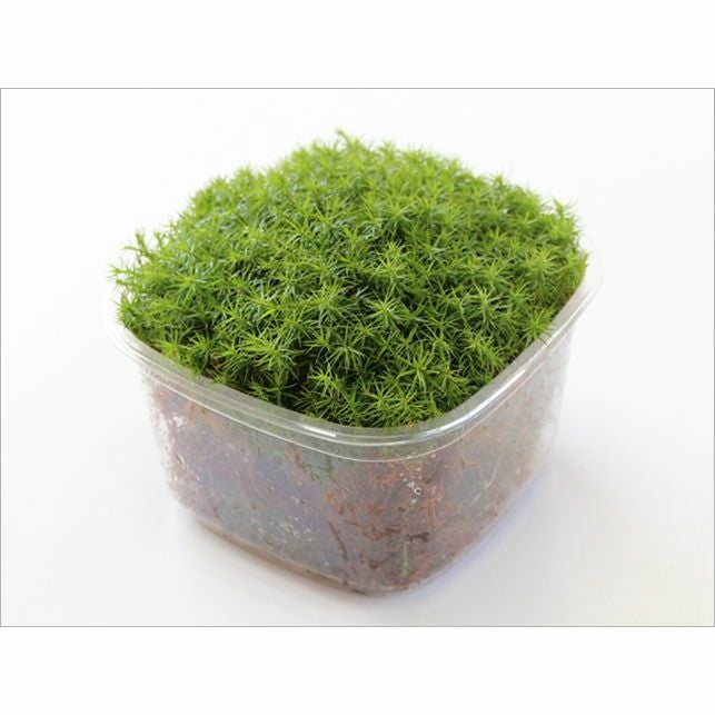 杉苔　スギゴケ　10枚　送料込み　10000 苔トレー スギゴケ 杉苔 10枚｜山野10-AK | □キーワードから探す,和