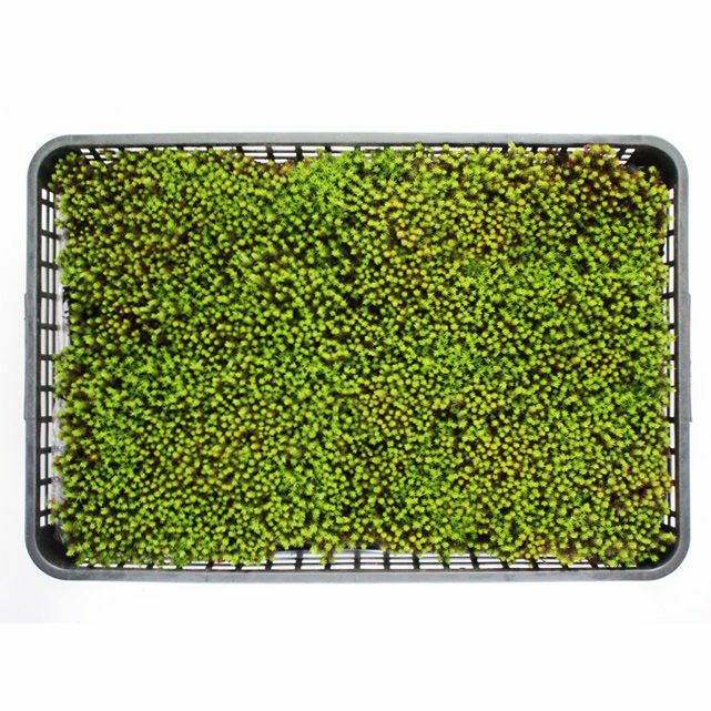 スギゴケ | 苔の販売専門店モスファーム