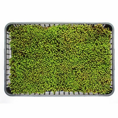 スギゴケ | 苔の販売専門店モスファーム