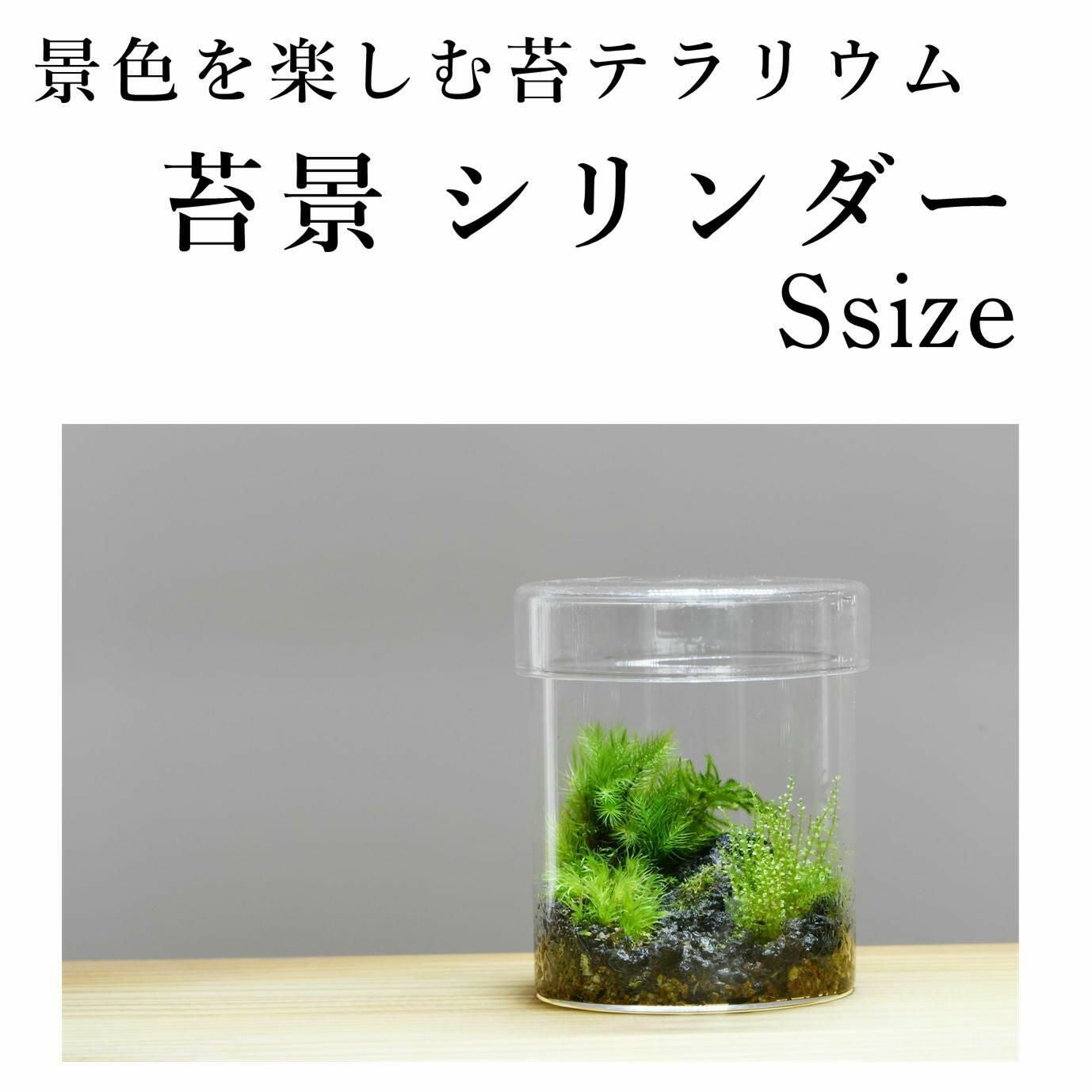 浜辺の苔リウム 景色を楽しむ苔テラリウム】苔景シリンダーMsize ◇はじめての苔
