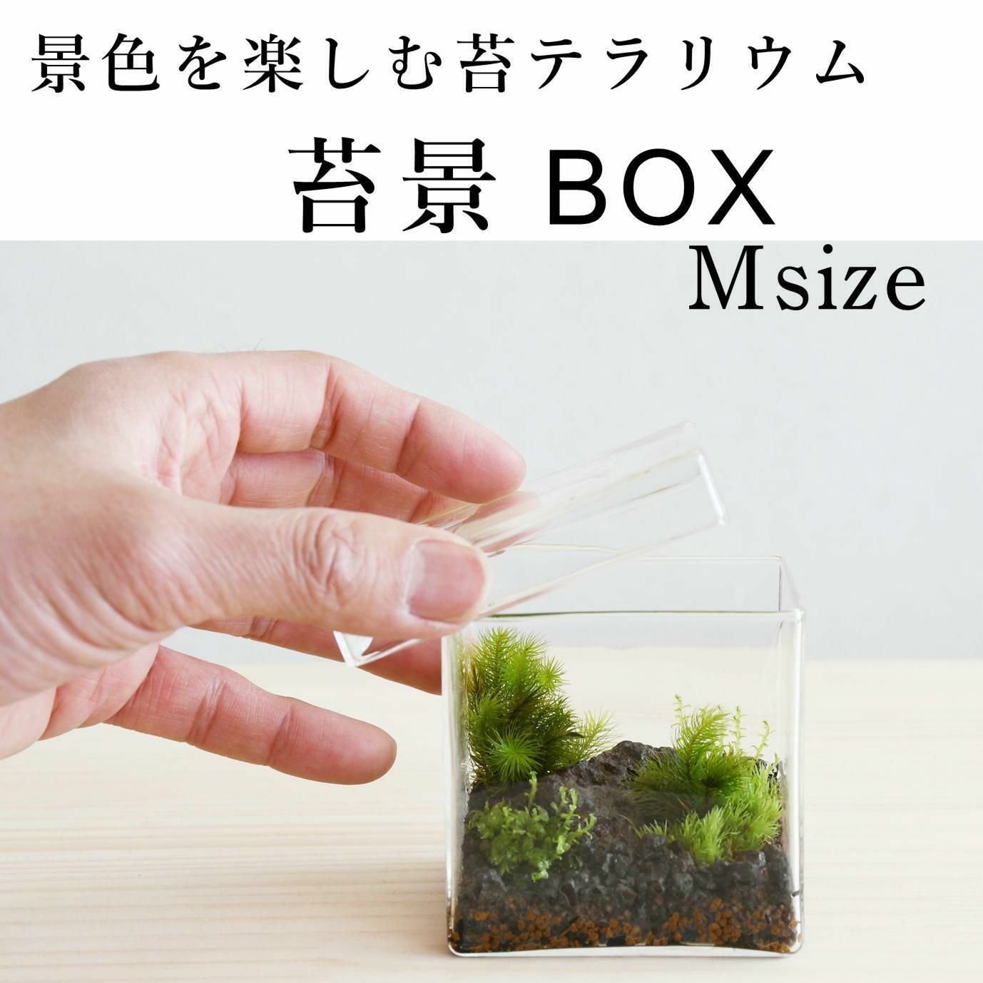 浜辺の苔リウム Easy and simple series: [Healing Moss Terrarium] - YouTube