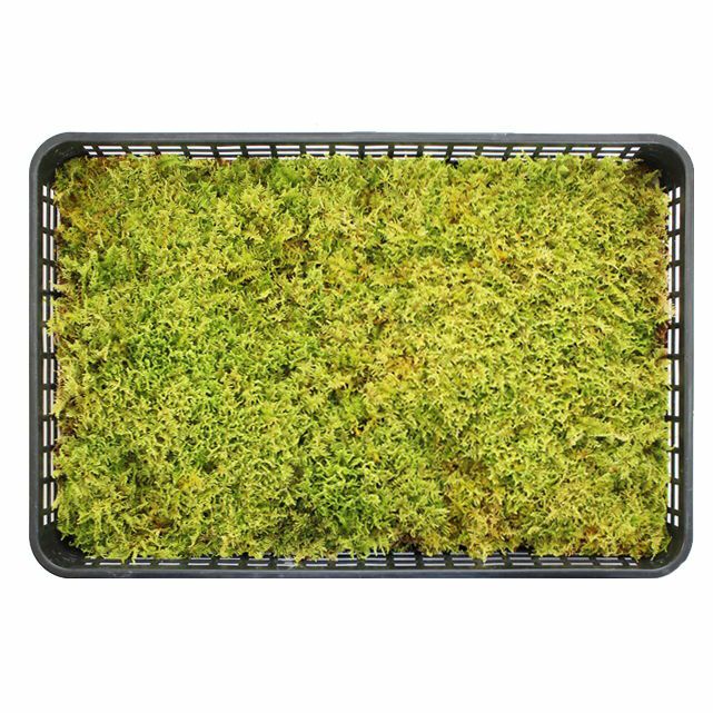 天然 苔 こけ ハイゴケ大トレー(390×580mm) | 苔の販売専門店モスファーム