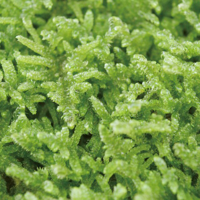 ★完全品/ハイ苔5年物10個セット/庭や苔玉/厚約2cm/長47幅32 ☆完全品/ハイ苔5年物10個セット/庭や苔玉/厚約2cm/長47幅32 【公式通販】
