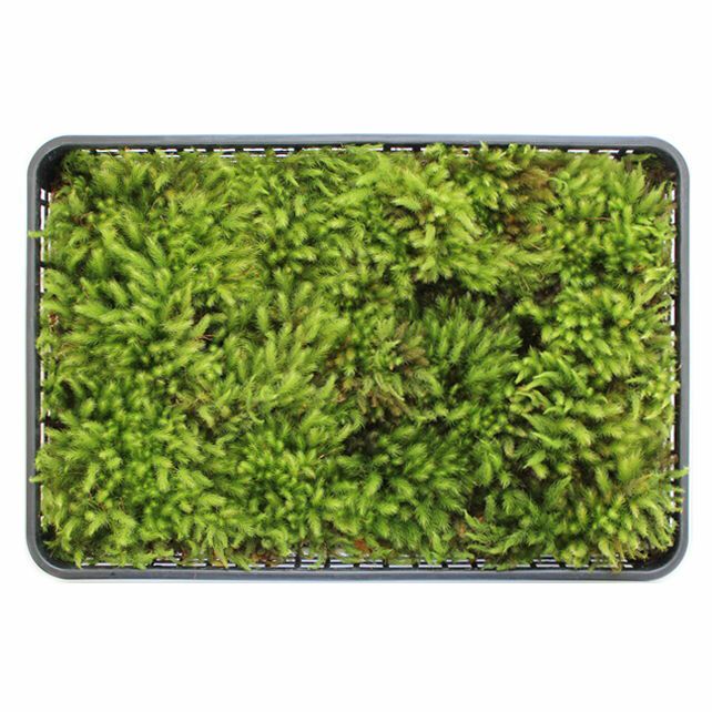 ヒノキゴケ中トレー(340×510mm) | 苔の販売専門店モスファーム