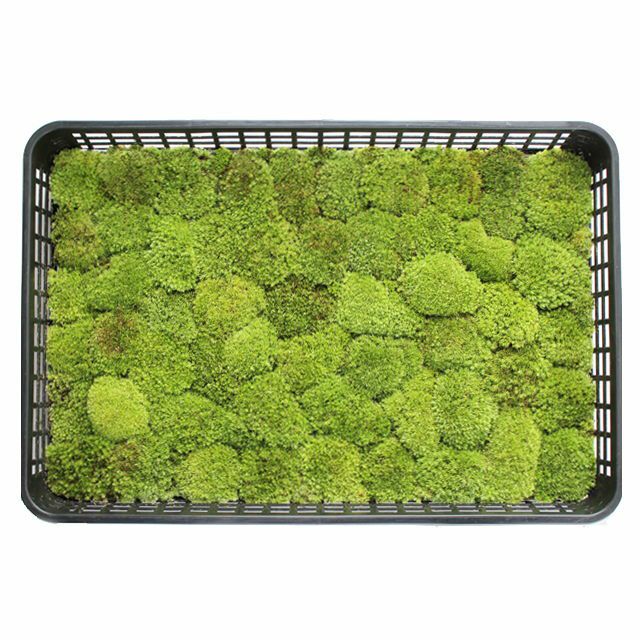 sunface master　　ホソバオキナゴケ1トレーと苔各種3パック ホソバオキナゴケ中トレー(庭園用)(340×510mm) | 苔の販売専門店モス