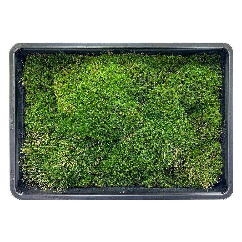 タチゴケ | 苔の販売専門店モスファーム