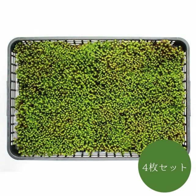 富士山みやび苔大トレー4枚セット(約0.8平米) | 苔の販売専門店モス