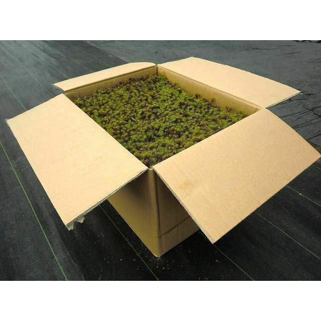 杉苔　スギゴケ　10枚　送料込み　25,000円 苔トレー スギゴケ 杉苔 10枚｜山野10-AK | □キーワードから探す,和