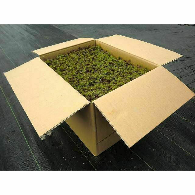 送料無料】杉苔並品8枚入り×6箱セット（約4.8平米） | 苔の販売専門店