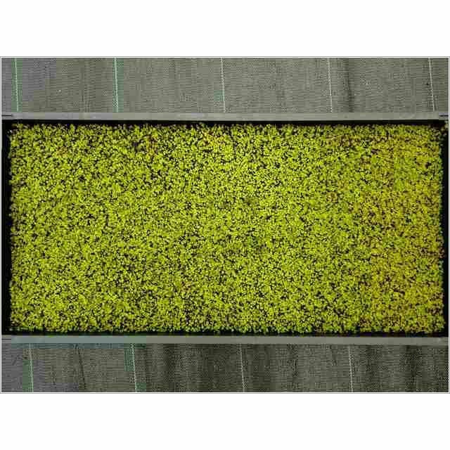 スナゴケ　100トレー　最安値　大容量　すな苔 楽天市場】苔 砂苔(スナゴケ)大トレー(5枚セット) すなごけ 苔 こけ
