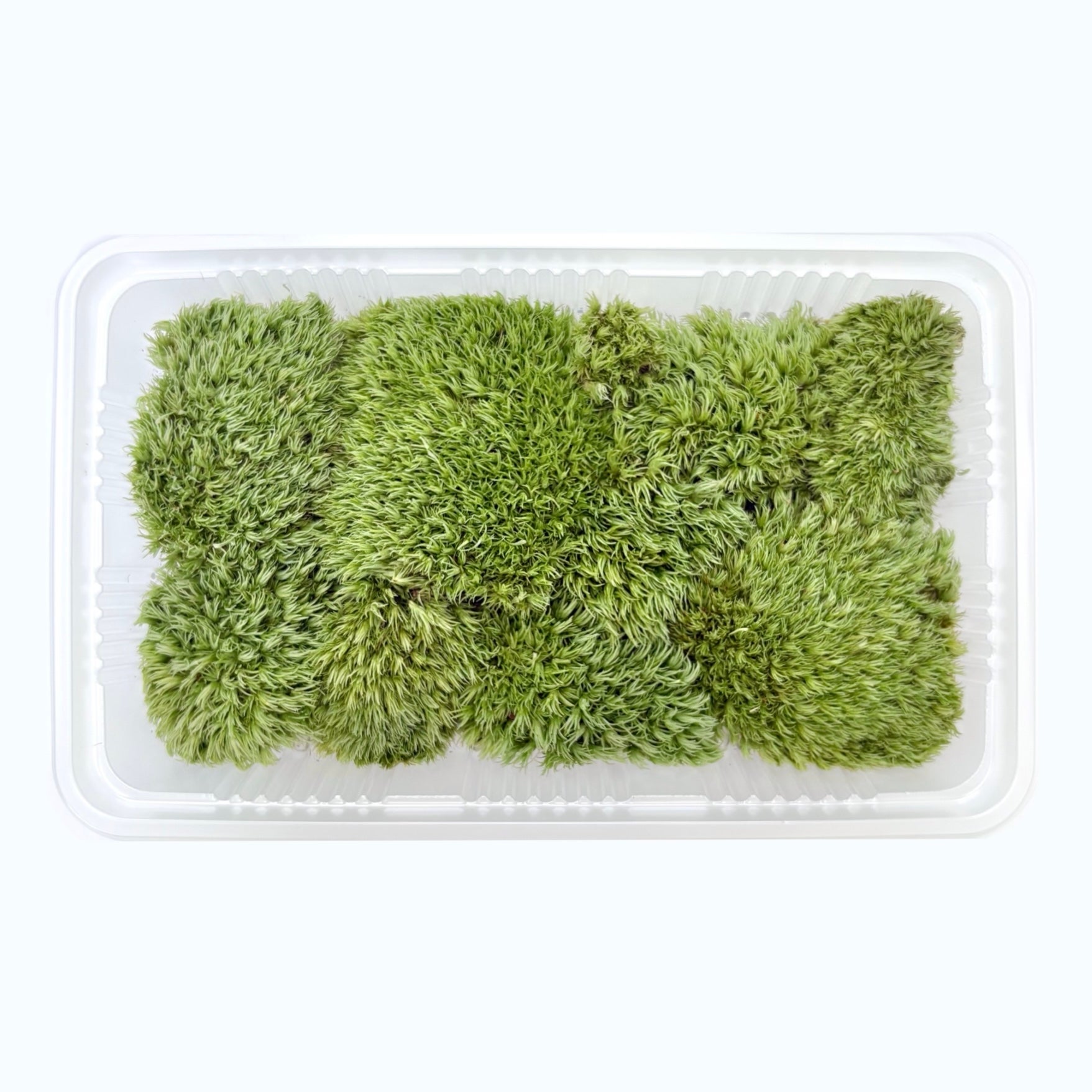 ホソバオキナゴケミニパック（S1）(154×96mm) | 苔の販売専門店モス