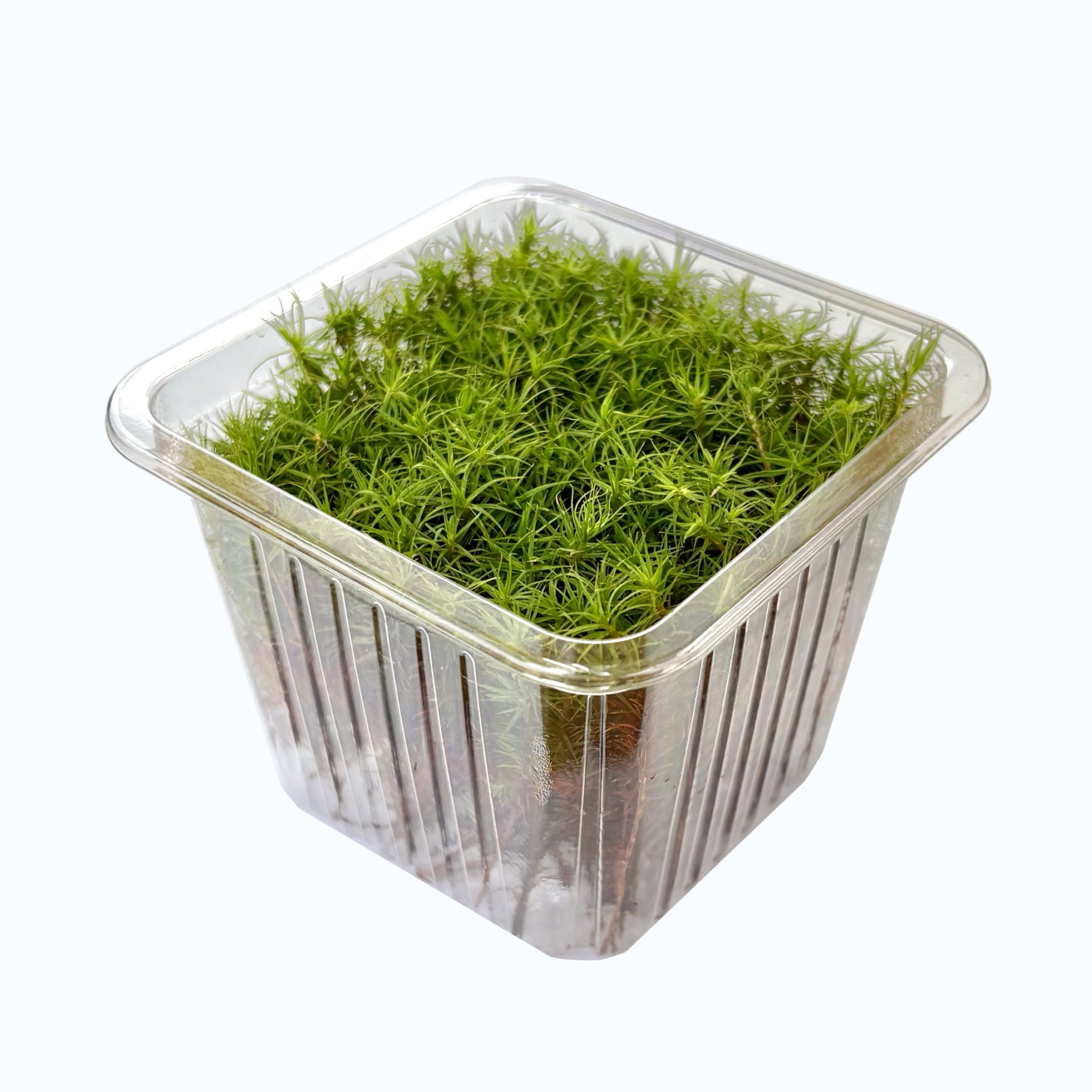 スギゴケ | 苔の販売専門店モスファーム